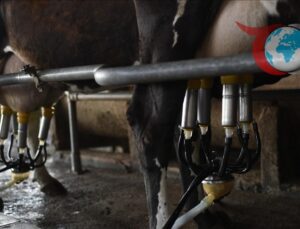 Süt Üretiminde Artış: 2024 Yarı Yıl Değerlendirmesi