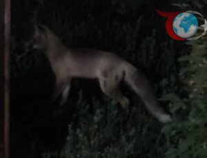 Tilki Şehir Merkezinde Paniğe Neden Oldu!