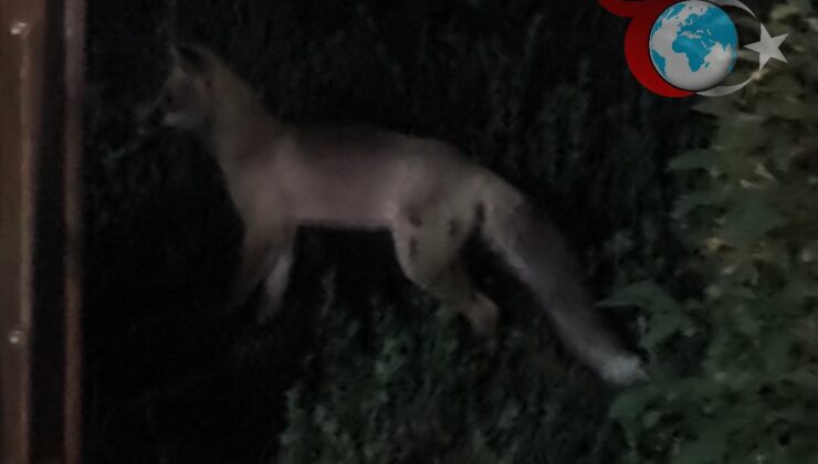 Tilki Şehir Merkezinde Paniğe Neden Oldu!