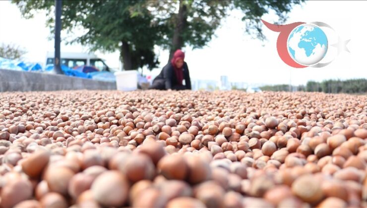 Trabzon’da Fındık Üreticilerinin Zorlu Kurutma Süreci