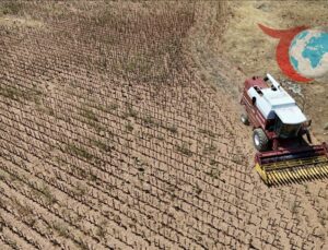Trakya’da Ayçiçeği Hasadında Büyük Verim Kaybı