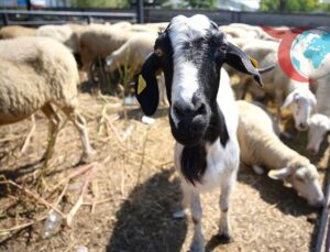 Türkiye’de Şap Hastalığına Karşı Hızlı Aksiyon: Yeni Aşı ve Kontrol Önlemleri