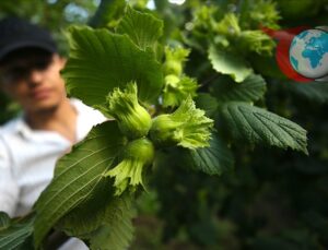Türkiye’nin Fındık Üretim ve İhracatında Yeni Dönem: Fiyatlar ve Rekolte Raporu