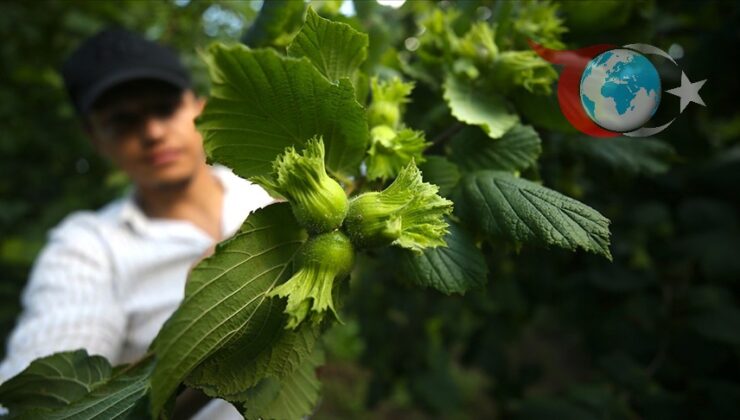 Türkiye’nin Fındık Üretim ve İhracatında Yeni Dönem: Fiyatlar ve Rekolte Raporu