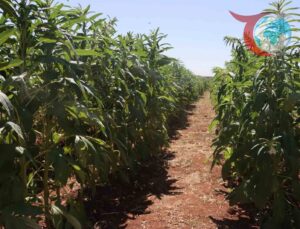 Urfa Susamının Yeniden Dirilişi: Geleceğe Dönük Tarımsal Atılım