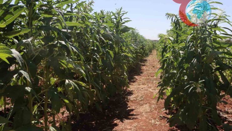 Urfa Susamının Yeniden Dirilişi: Geleceğe Dönük Tarımsal Atılım