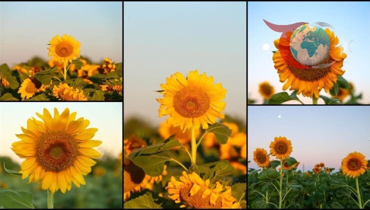 Uşak’ta Ayçiçeği Üretimi Hızla Büyüyor: Hibe Destekleri Etkisini Gösteriyor