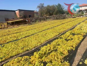 Üzüm Üreticileri Fiyat Belirsizliğiyle Zor Durumda: TMO ve TARİŞ’ten Açıklama Bekleniyor