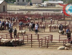 Van’da Şap Hastalığına Karşı Mücadele Sonuç Verdi: Hayvan Pazarı Yeniden Açıldı