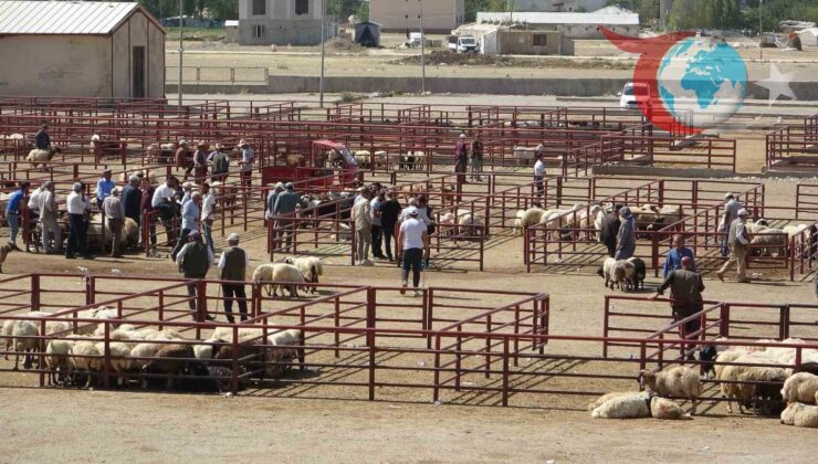 Van’da Şap Hastalığına Karşı Mücadele Sonuç Verdi: Hayvan Pazarı Yeniden Açıldı