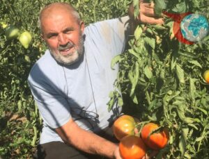 Vezirköprü’de Ata Tohumu Domateslerle Doğal Tarıma Destek