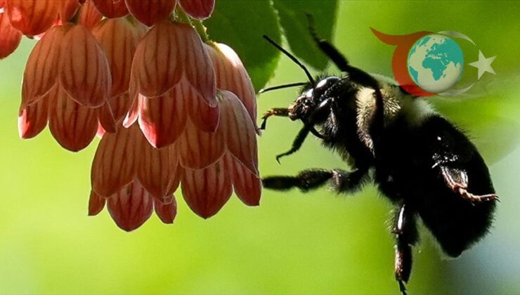 Yaban Arılarının Besin Tercihleri ve Mevsimsel Değişimler