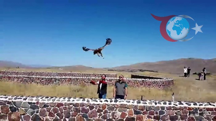 Yeniden Doğaya Dönüş: Kızıl Şahin’in Sağlığına Kavuşma Hikayesi