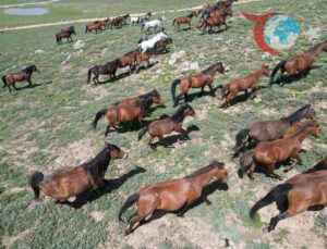Yılkı Atlarının Havadan Görüntüleri Büyüledi: Afyonkarahisar’ın Sembolleri Doğal Yaşamda
