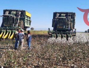 2025 İçin Aydın’da Pamuk Toplama Ücreti Belirlendi: İşte Detaylar