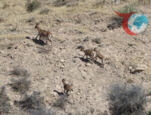 Adıyaman’da Dağ Keçileri Köylerin Etrafında Dolaşıyor