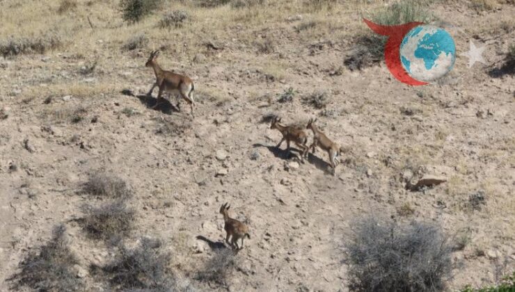 Adıyaman’da Dağ Keçileri Köylerin Etrafında Dolaşıyor