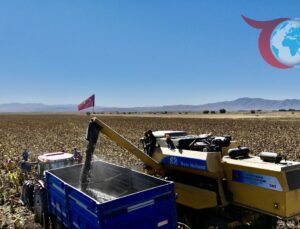 Ağrı’da Ayçiçeği Üretimi: Ekonomiye Büyük Katkı ve Yükselen Beklentiler