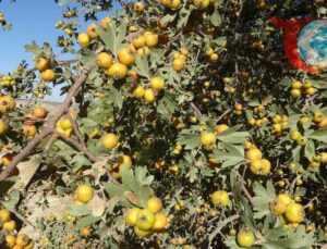 Akçadağ’da Yabani Alıç Hasadı ve Zirai Donun Etkileri