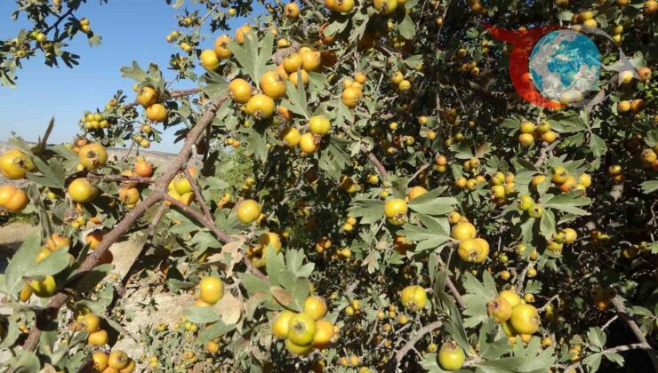 Akçadağ’da Yabani Alıç Hasadı ve Zirai Donun Etkileri