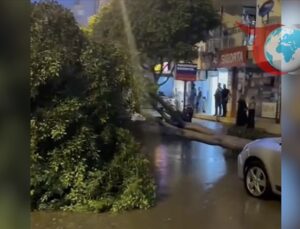 Antalya’da Şiddetli Yağış: Yol Ortasına Devrilen Ağaç Tehlike Yarattı