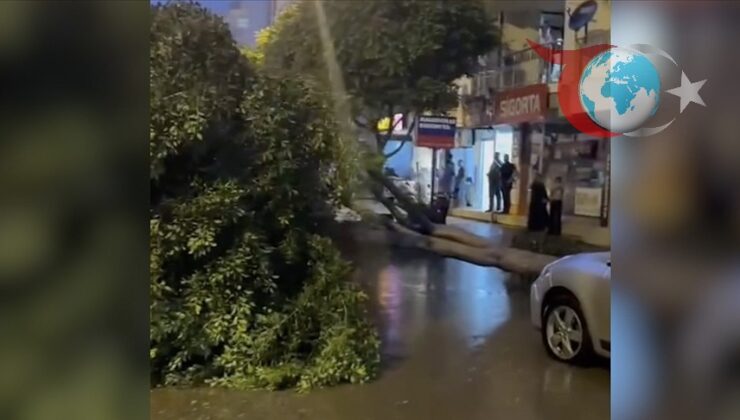 Antalya’da Şiddetli Yağış: Yol Ortasına Devrilen Ağaç Tehlike Yarattı