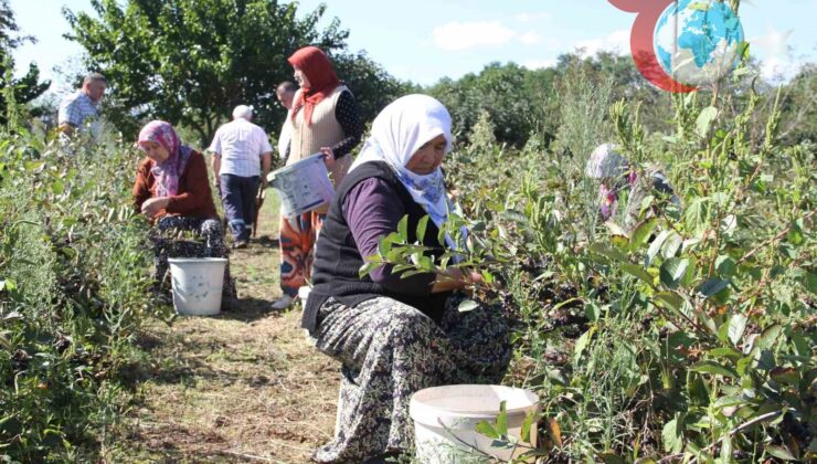 Aronya Üreticileri Pazar Sorunu ile Karşı Karşıya