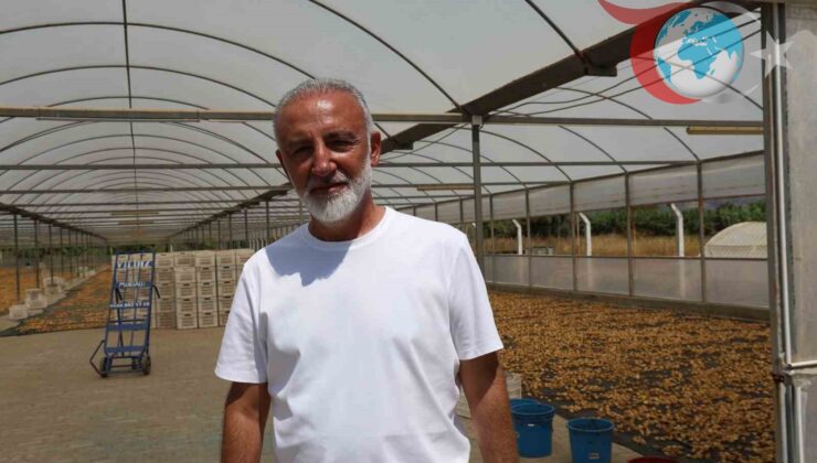 Aydın’da İncir Üreticileri Birliği Kuruluyor: Üreticiler Sesini Yükseltiyor