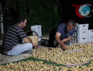 Aydın’da İncir Üreticileri Zorlu Hasat Dönemini Yaşıyor