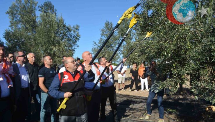 Ayvalık’ta Zeytin Hasadı Başladı: Türkiye’nin Zeytinyağı Gururu