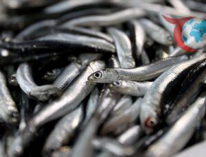 Balıkçılık Sezonu ve İklim Değişikliğinin Denizler Üzerindeki Etkileri