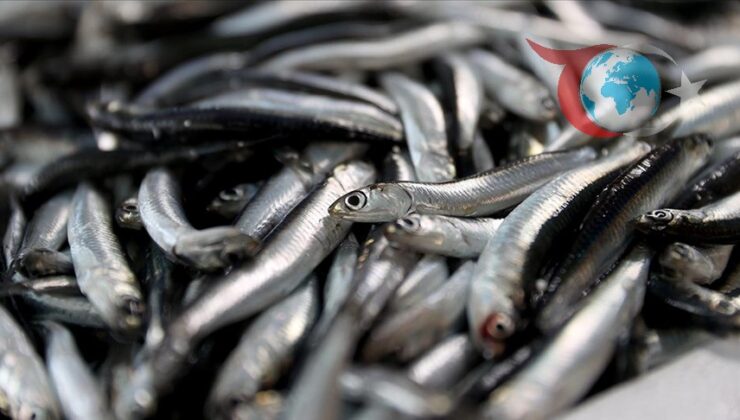 Balıkçılık Sezonu ve İklim Değişikliğinin Denizler Üzerindeki Etkileri