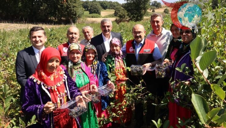 Balıkesir Aronya Hasadı ve Yükselişi: Yeni Doğanın Süper Meyvesi