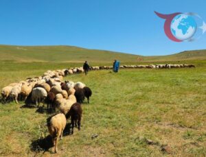 Bayburt’ta Hayvancılıkla Uğraşan Üreticilere Destekleme Fırsatları Başladı