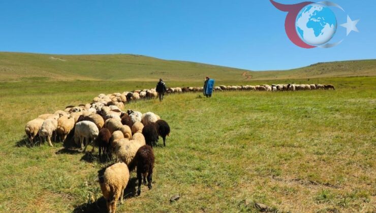 Bayburt’ta Hayvancılıkla Uğraşan Üreticilere Destekleme Fırsatları Başladı