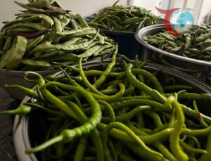 Bayburt’un Geleneksel Sofralarında Kış Hazırlıkları: Pazı ve Fasulye Turşusu