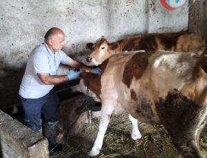 Bayburt’un Köylerinde Başarıyla Tamamlanan Sonbahar Şap Aşılama Kampanyası
