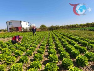 Beyşehir’de Meyve ve Sebze Bahçeleri Yakından İzleniyor