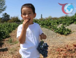 Cimin Üzümü: Erzincan’ın Sağlık Dolu Siyah İncisi