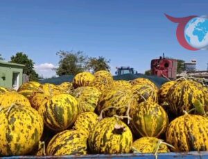 Edirne’nin İpsala İlçesinde Hasanbey Kara Kavunu Hasadı Başladı!