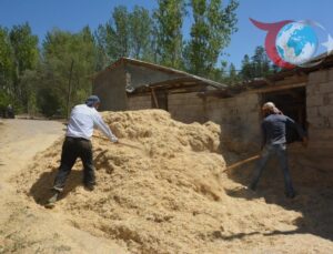 Erzincan’ın Tercan İlçesinde Çiftçilerden Kışa Hazırlık: Samanları Özenle Saklıyorlar