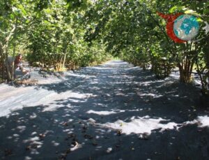 File Sistemiyle Fındık Hasadında Devrim: Verim ve Maliyet Avantajı