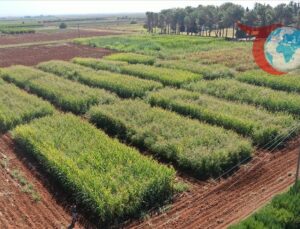 GAP Bölgesinde Anıza Ekim Yöntemiyle Verim Artışı Sağlanıyor