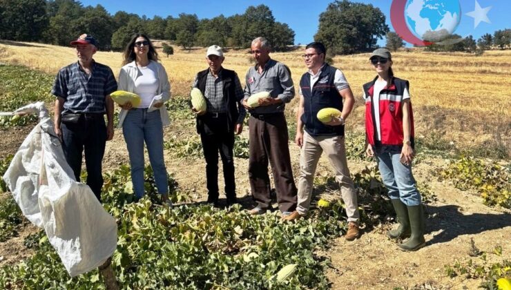 Göncek Köyü’nden Organik Kavun Atılımı