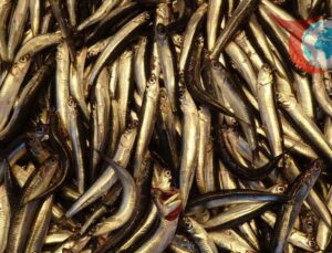 Hamsi Sezonu Bu Yıl Erken Açıldı: Balıkçılar Endişeli