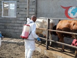 Iğdır’da Şap Hastalığına Karşı Aşılamalar Tam Gaz Devam Ediyor