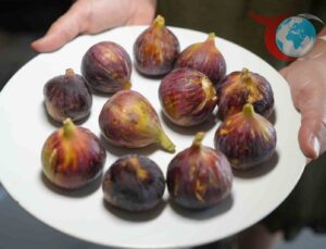 İncir Tüketiminin Sağlığa Faydaları ve Doğru Yöntemleri