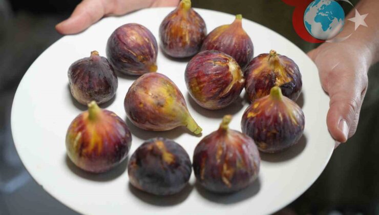 İncir Tüketiminin Sağlığa Faydaları ve Doğru Yöntemleri