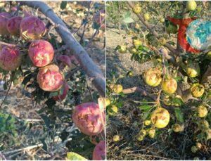 Isparta’da Dolu Felaketi: 150 Bin Ton Ürün Tehlikede!