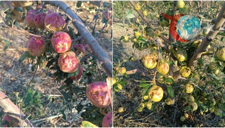 Isparta’da Dolu Felaketi: 150 Bin Ton Ürün Tehlikede!